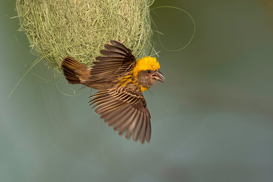 Baya Weaver in action (Ploceus philippinus)