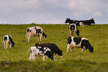 Fototapeta na wymiar cows in a meadow