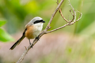 Long-tailed Shrike (Lanius schach)