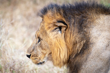 Fototapeta na wymiar Lion Side Portrait