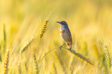 Bluethroat (Luscinia Svecica)