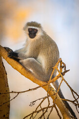 Vervet Monkey (Chlorocebus pygerythrus)