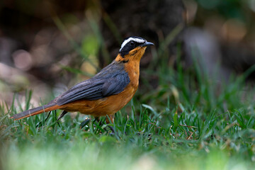 White-Browed Robin-Chat