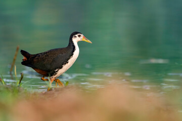 White-Breasted Waterhen
