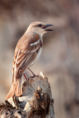 Yellow-Throated Sparrow