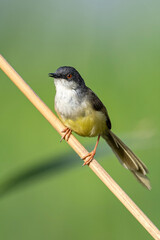 Yellow-Bellied Prinia (Prinia Flaviventris) sitting on Reed Branch