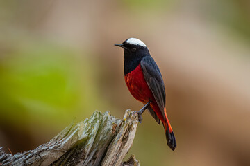 White-Capped Water Redstart (Phoenicurus Leucocephalus) sitting on stem