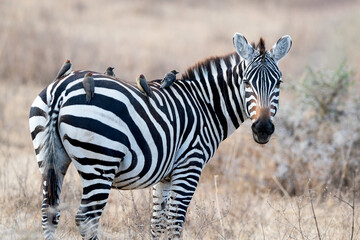 Zebra with Oxpeckers