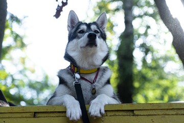 Husky dog posing in front of camera