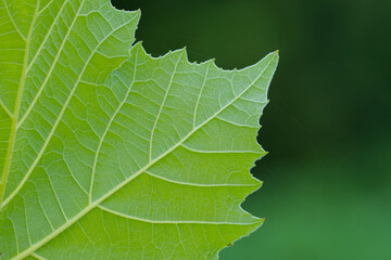 Close up of a Green Leaf of Summer