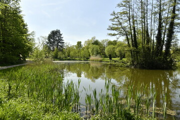 Le petit étang entouré par la végétation luxuriante au domaine provincial de Kessel-Lo à Louvain 