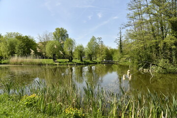 Le petit étang entouré par la végétation luxuriante au domaine provincial de Kessel-Lo à Louvain 