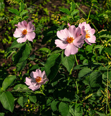 Blooming wild rose flowers on a flowerbed. Summer pink flowers on a sunny day background