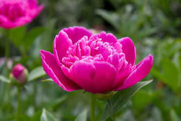 A purple peony flower close-up blooming in a spring garden