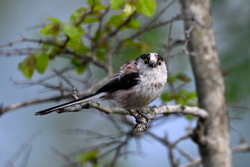 Long-tailed Tit // Schwanzmeise (Aegithalos caudatus) 