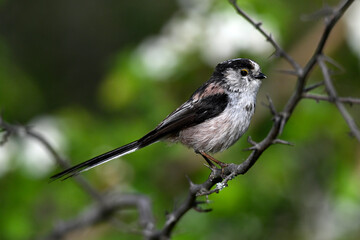 Long-tailed Tit // Schwanzmeise (Aegithalos caudatus) 