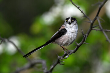 Schwanzmeise // Long-tailed Tit (Aegithalos caudatus) - Griechenland