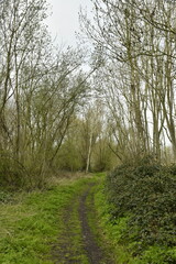 Chemin et broussailles à l'emplacement de l'ancien chemin de fer traversant le village de Ghislenghien (Ath) 