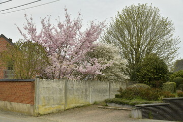 Cerisier du Japon en fleur derrière un mur en panneaux de béton à Ghilenghien (Ath) 