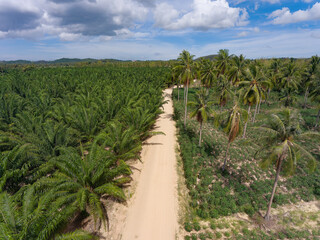 Coconut and tapioca plantation in Huai Yai, Pattaya, Thailand