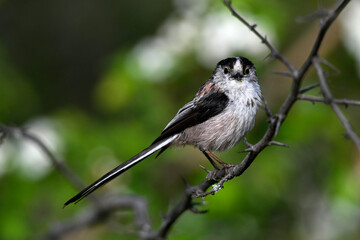 Schwanzmeise // Long-tailed Tit (Aegithalos caudatus) - Griechenland