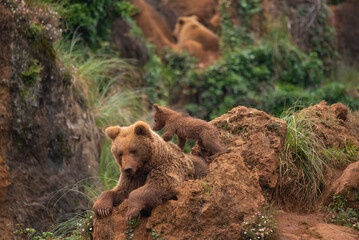 Bear cubs playing with their brown bear mother