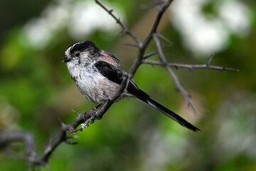 Schwanzmeise // Long-tailed Tit (Aegithalos caudatus) - Griechenland