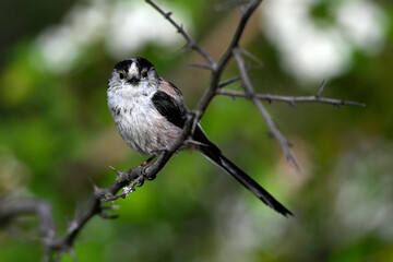 Schwanzmeise // Long-tailed Tit (Aegithalos caudatus) - Griechenland