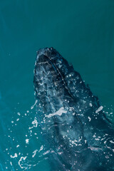 Humpback whale at Frazer Island in Australia