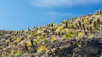 Fototapeta na wymiar Mesmerizing Jumping Golden Cholla Cactus: Majestic 4K image of Cylindropuntia bigelovii in All Its Glory