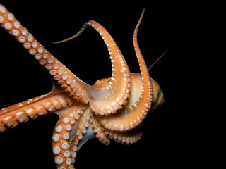 Close encounter with an Atlantic white spotted octopus © Sakis Lazarides