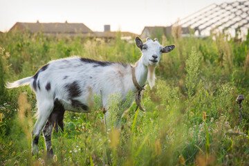 In summer, a goat grazes on the field in the village.