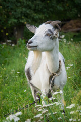 In summer, a goat grazes on the field in the village.