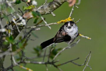 Long-tailed Tit // Schwanzmeise (Aegithalos caudatus) 