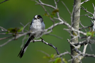 Schwanzmeise // Long-tailed Tit (Aegithalos caudatus) - Griechenland