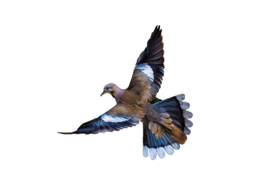 White-winged Dove (Zenaida asiatica) in Flight on a Transparent Background