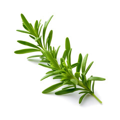 Fototapeta premium tarragon isolated on white background