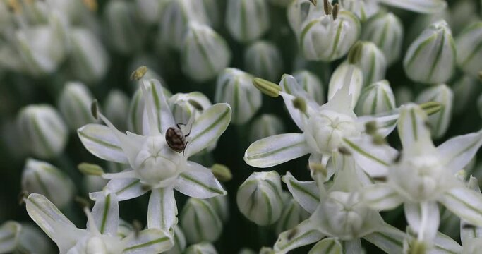 A close-up video of a carpet beetle on a chive blossom