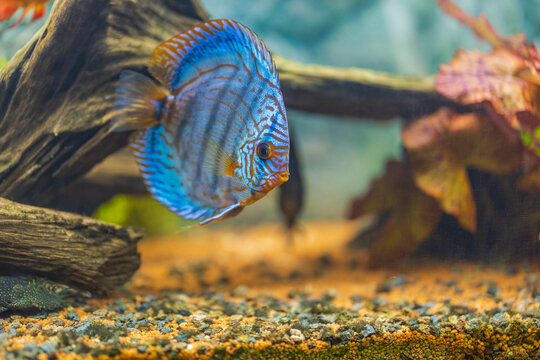 Close-up view of tiger leopard aquarium fish in freshwater aquarium. Sweden.