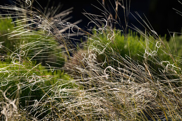 curly grass at sunset