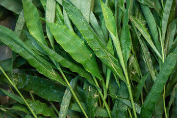 Barbed grass or Centotheca lappacea green leaves on nature background.