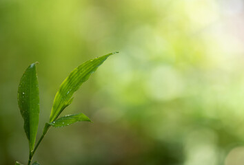 Barbed grass or Centotheca lappacea green leaves on nature background.