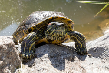 The red-eared slider  on a rock. 