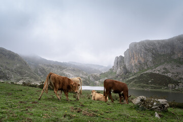 Covadonga lakes landscape. Some cows grazing in Picos de Europa national park. Asturias . Spain