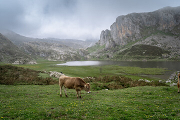 Covadonga lakes landscape. A cow  grazing in Picos de Europa national park. Asturias . Spain