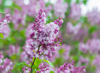 Great lilac flowers on the branch of Lilac tree in Garden .