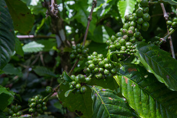 Coffee Beans on the Branch