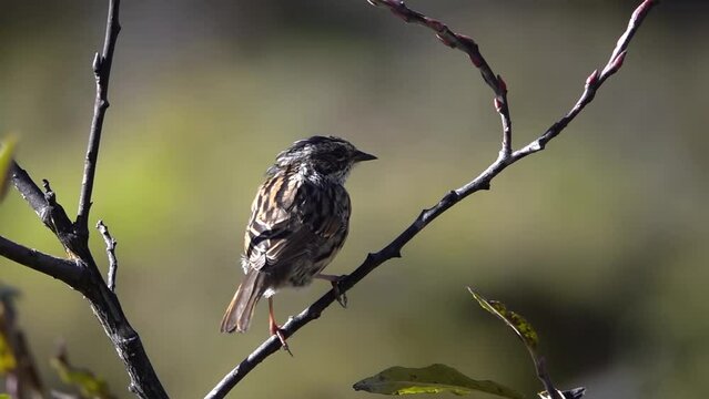 alpine accentor (Prunella collaris) songbird on branch close up
Close up slow motion from Nepal, 2023
