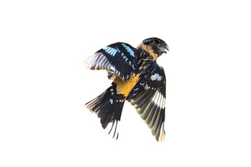 Black-headed Grosbeak (Pheucticus melanocephalus) in Flight on a Transparent Background