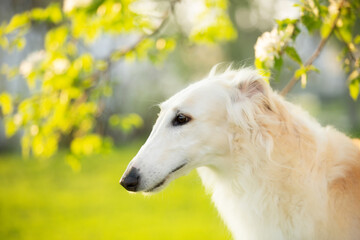 Profile Portrait of russian borzoi dog outside